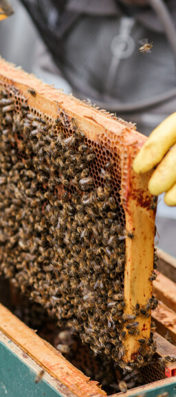 Imker in Schutzkleidung überprüft einen Bienenstock.